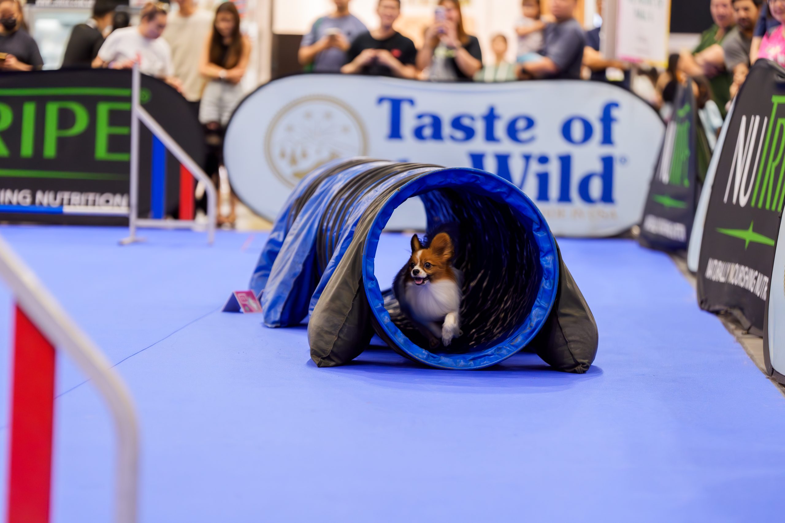 1. Pet Play Areas