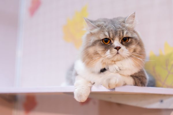 111625 Pet Expo Fiesta-25