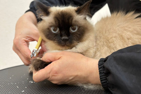 Grooming